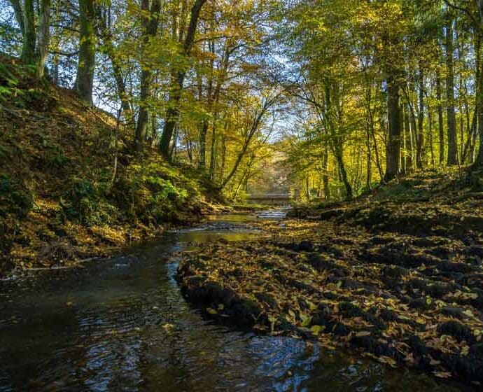 forêt et rivière au Domaine de Blangy